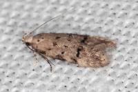Teleiodes vulgella