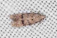 Teleiodes vulgella