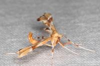 Cnaemidophorus rhododactylus