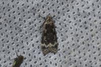 Anacampsis blattariella/populella