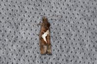 Epiblema foenella