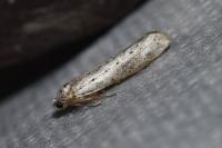 Yponomeuta