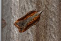 Acleris cristana