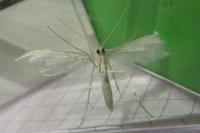 Pterophorus pentadactylus