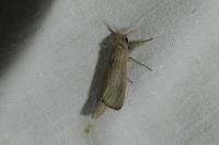 Phragmataecia castaneae