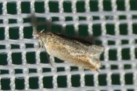 Ancylis diminutana