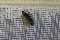 Apotomis semifasciana