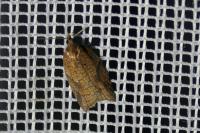 Acleris rhombana