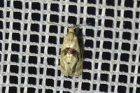 Phalonidia manniana/udana