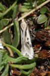 Sattleria