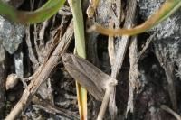 Acompsia tripunctella