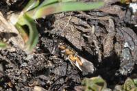 Pancalia schwarzella