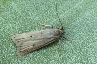 Acompsia tripunctella
