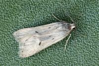 Acompsia tripunctella