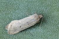 Acompsia tripunctella