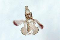 Acompsia tripunctella