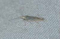 Coleophora glaucicolella