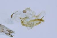 Coleophora glaucicolella
