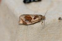 Archips crataegana