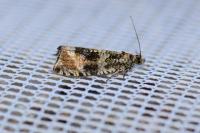 Celypha lacunana