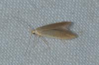 Coleophora flavipennella