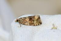 Celypha lacunana