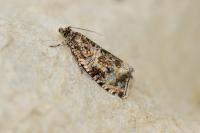 Celypha lacunana