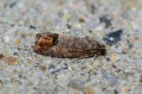 Cydia pomonella