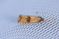 Celypha striana