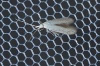 Coleophora anatipennella