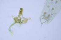 Coleophora anatipennella
