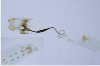 Coleophora anatipennella