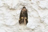 Borkhausenia minutella