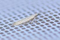 Coleophora