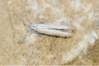 Coleophora
