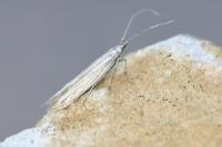 Coleophora