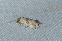 Neocochylis molliculana