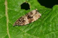 Orthotaenia undulana