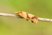 Aethes hartmanniana