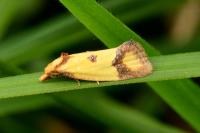 Agapeta zoegana