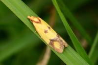 Agapeta zoegana