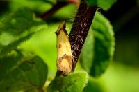 Agapeta zoegana