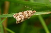 Celypha rivulana