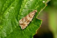 Celypha rivulana