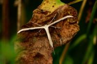 Emmelina monodactyla