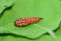 Archips rosana