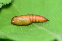 Archips rosana