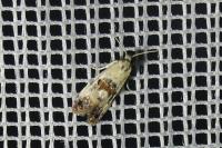 Neocochylis hybridella