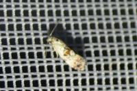Neocochylis hybridella