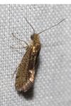 Dyseriocrania subpurpurella